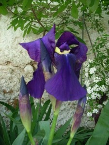 lirio esther